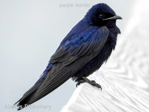 purple martin